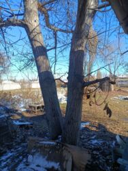 шкафчик на кухню: Ствол ореха