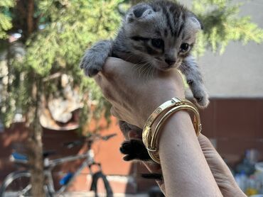 шотландский вислоухий рыжий котенок: Скотиш Фолд (Шотландская вислоухая), 1 месяц, Мальчик, Приучена к лотку
