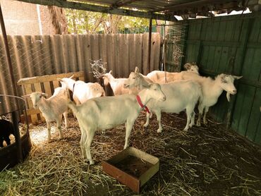 Козы, козлы: Продаю | Коза (самка) | Для разведения — 10
