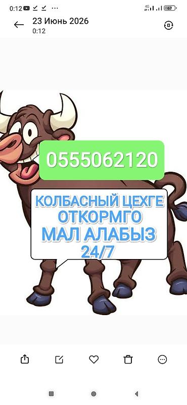 живой корм: Колбасный цех : Коровы, быки, | На откорм — 1