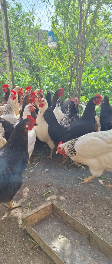 hinduşqa yumurtası: Курица, Для яиц, Бесплатная доставка, Платная доставка