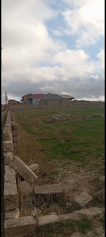 at yali: Tikinti — 2