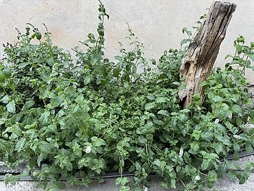 корни хрена купить: 🌿 Табигый,таза мята сатылат! Үйдүн короосунда өстүрүлгөн,парникте — 4