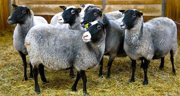стрижка овец сокулук: Куплю | Бараны, овцы