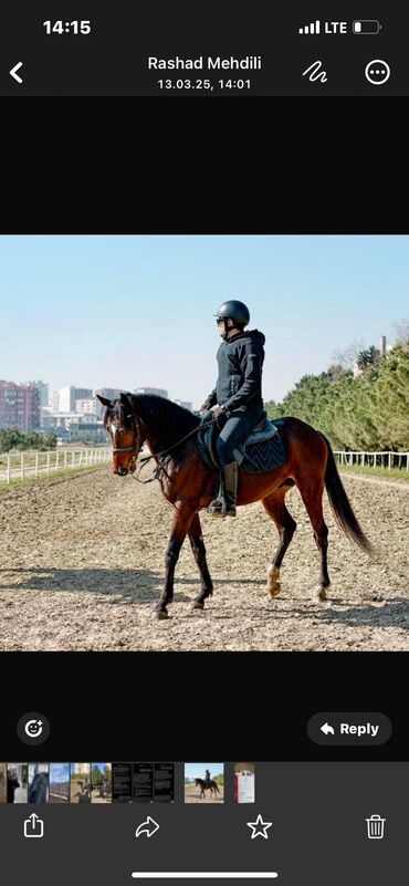 Atlar: Erkək, il: 4, Ödənişli çatdırılma