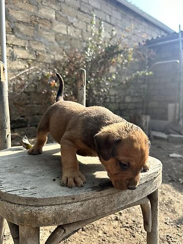 pitbul gence: Salam Pitbull big monster balalar 35 günlükdür qurd dermanlari verilib — 5