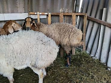 Баран, овца: Продаю | Баран (самец) | Гиссарская | Осеменитель — 5