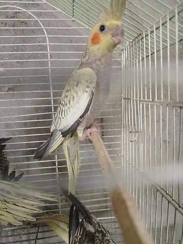 darag: Nimfa (Cockatiel) papağanları – müxtəlif rənglər - Növ: Nimfa — 5