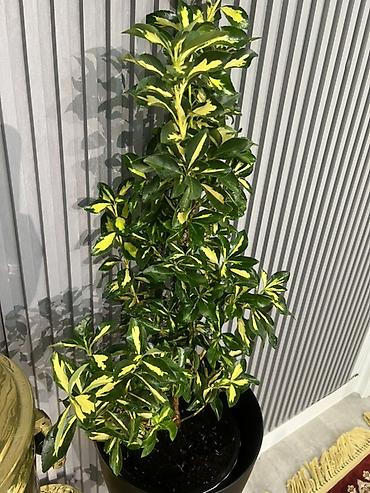 Драцены и Сансевиерии: Доставка по городу бесплатно . Адаптированные пересаженные Комнатные — 4