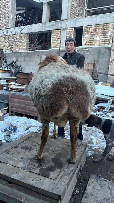 Баран, овца: Продаю | Баран (самец) | Арашан | Для разведения | Племенные — 7