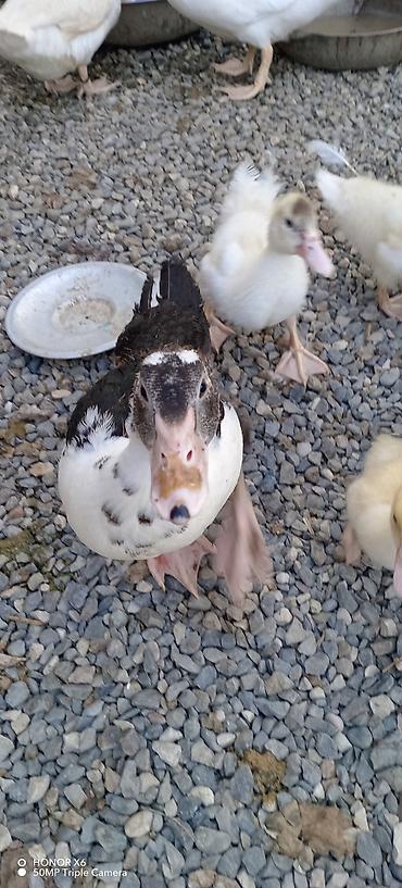 cücə gəncə: Muscovy (Hind) ördəkləri – müxtəlif yaşlarda sürü - Cins: Muscovy — 5