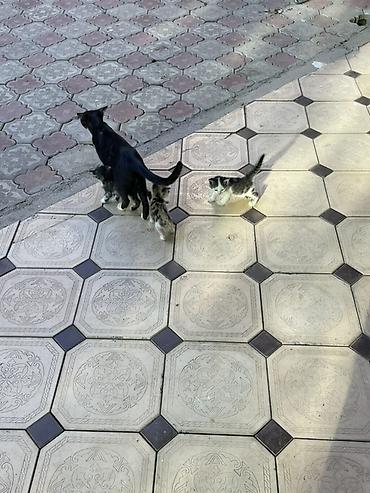 коты белый: Котята, помет из нескольких малышей разной окраски: - два бело-черных — 3
