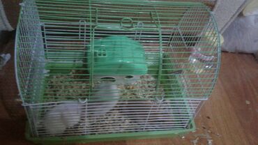 Qəfəslər: Xamyak ucun Qefes satilir qiyməti 25 azn bashqa qefeslerde var -da lalafo.az — 4 Qəfəslər: Xamyak ucun Qefes satilir qiyməti 25 azn bashqa qefeslerde var — 4