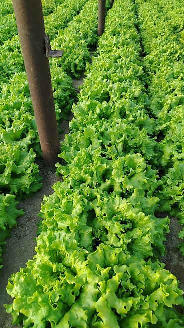Qida məhsulları: Məhsul: Yaşıl yarpaqlı kahı (açıq yarpaqlı/leaf lettuce) Təsvir: - — 1
