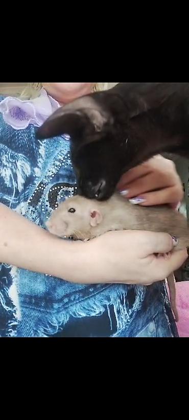 Крысы: Питомник крыс Rat Haus Love . Предлагает пару молодых крыс . Мальчик — 20