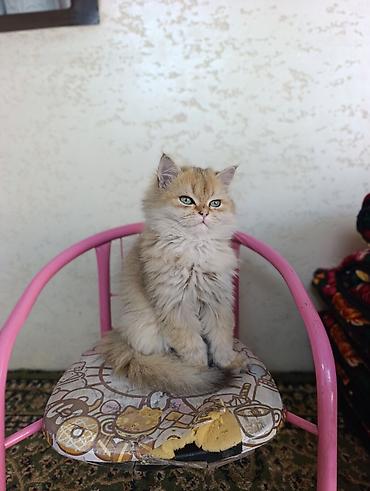 cat sofa: Скотиш Страйт (Шотландская прямоухая), 3 месяца, Мальчик, Золотая шиншилла, Приучена к лотку, Проглистована — 3