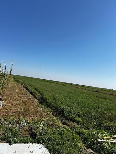 Продажа участков: 1300 соток, Для сельского хозяйства, Красная книга — 14