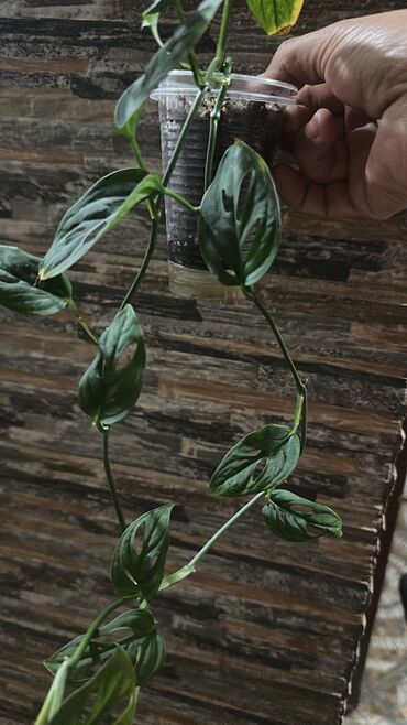 Другие комнатные растения: Комнатные растения — 27