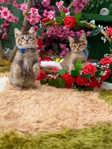 Pişiklər: Britan — 3