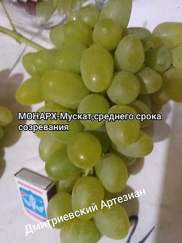 Виноград: Продажа саженцев винограда и фундука осенняя для посадки,как и at lalafo.kg — 21 Виноград: Продажа саженцев винограда и фундука осенняя для посадки,как и — 21