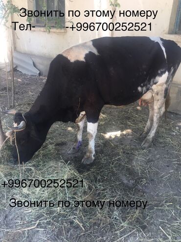 каракол животное: Продаётся корова 🐄 только звонить номер телефона на фоте, ниже