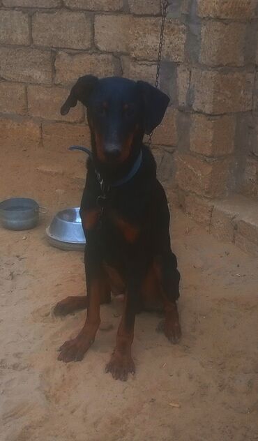 İtlər: Doberman, 9 ay, Erkek — 3