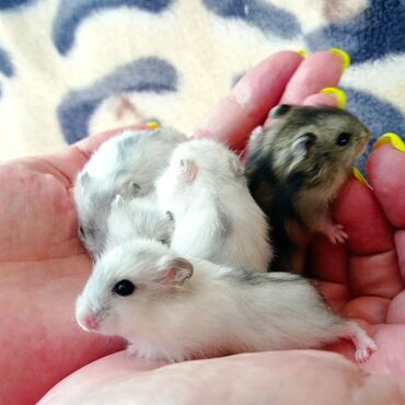 Хомяки: Продаются хомячки джунгарские, сирийские, ангорские пушистые хомячки — 5