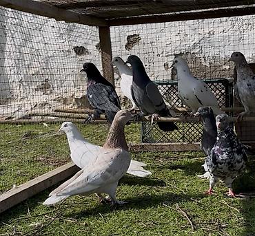 Göyərçinlər: Tek tek de satılır optavoyda — 3