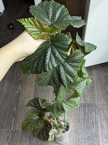 Другие комнатные растения: Добрый день! В продаже комнатные растения: Сингониумы - конфетти — 24