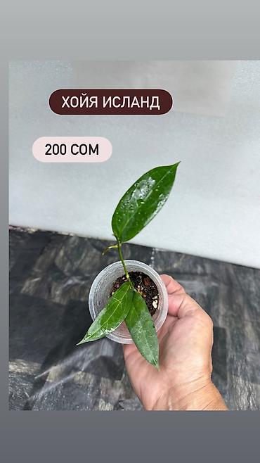 Хойи: Хойя Сильвер доллар от 200 сом Хойя доллар сплеш клон 2 -взрослое — 35