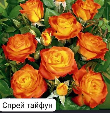 Роза: Чайно-гибридные розы (срезочные сорта) Предлагаются популярные — 13