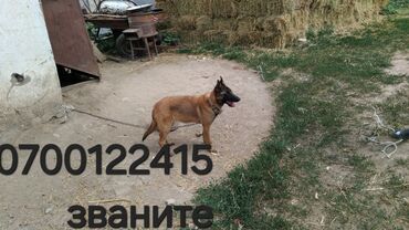 рынок собак в бишкеке: Бельгийская овчарка, 5 месяцев, Самка, С прививкой, С родословной