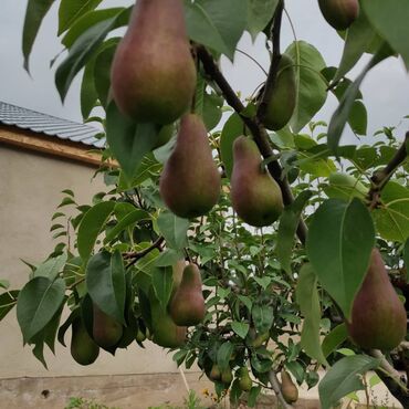 Сельхоз предприятия: Продаю Кошара, 200 соток, Действующий — 11