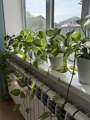 Комнатные растения: Эпипремнум золотистый (Scindapsus/Golden Pothos) в горшке. Горшок 🎁 в — 1