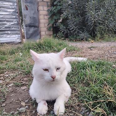 heyvan sahiblendirme: Yaxşı əllərə — 1
