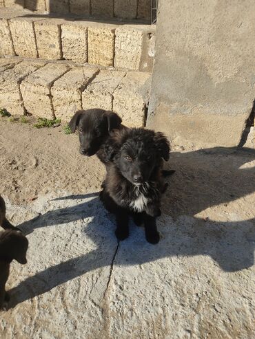 İtlər: Zvonok, 2 ay, Erkek — 4