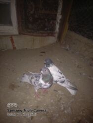 İtlər: Cüt ev göyərçini - Növ: dekorativ/ev göyərçinləri - Say: 2 ədəd (cüt)