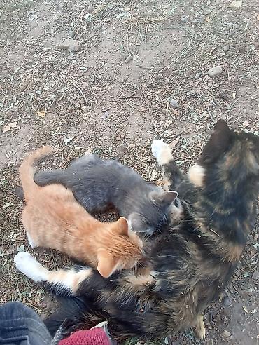 Отдам даром кошку: Котята от домашней кошки - Окрас: рыжий тигровый, серый дымчатый — 2