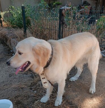 retriever: Retriever, 7 ay, Erkek, Peyvəndli