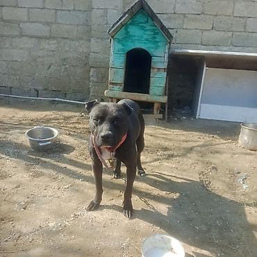 İtlər: Pitbul — 3