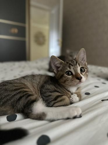 кошка шотланская: Остался один мальчик🥰 возраст -3месяца, скотиш страйт. на фото малыш — 3