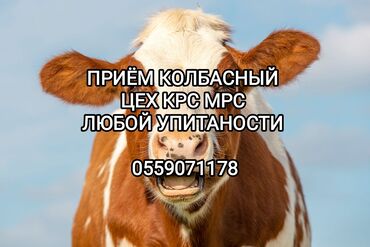 продам скот: Куплю | Коровы, быки, Лошади, кони | Круглосуточно, Любое состояние, Забитый