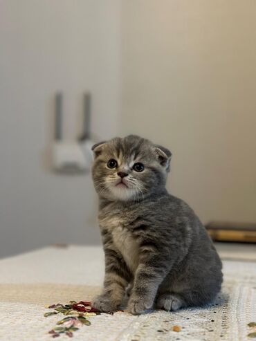 Pişiklər: Scottishfold satilir. 1 erkek bir dishi