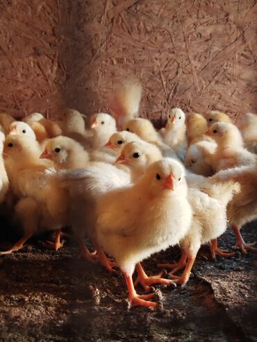 мясо для животных: Продаю | Цыплята | Для разведения