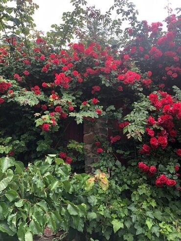 Продажа домов: Дом, 248 м², 15 комнат, Собственник — 7