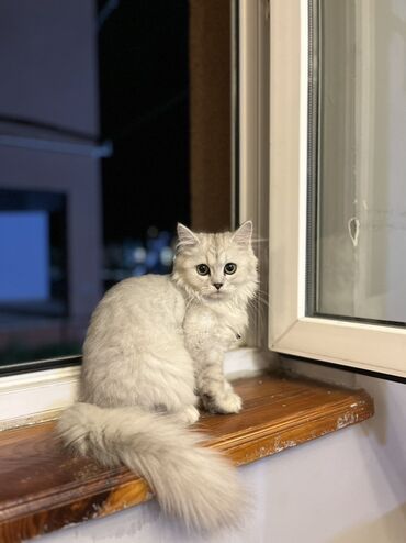 arpanın qiyməti: Шиншилла