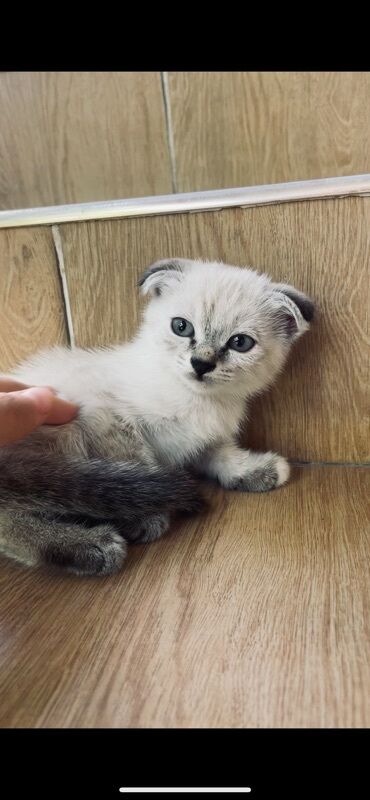 лысый кот: Котёнок с вислоухими ушками и яркими голубыми глазами. Окрас