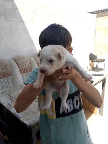 itler coban: Xaski, 1 ay, Dişi