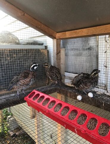 Куры, петухи: Продаю | Куры, Петух — 16