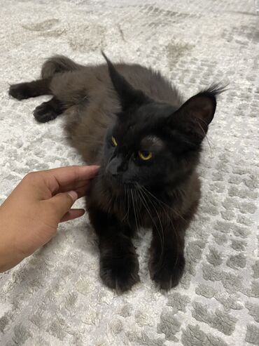 кошка с разными глазами: Мейн-кун, 11 айлык, Ургаачы, Кара, Лотокко барууга үйрөтүлгөн